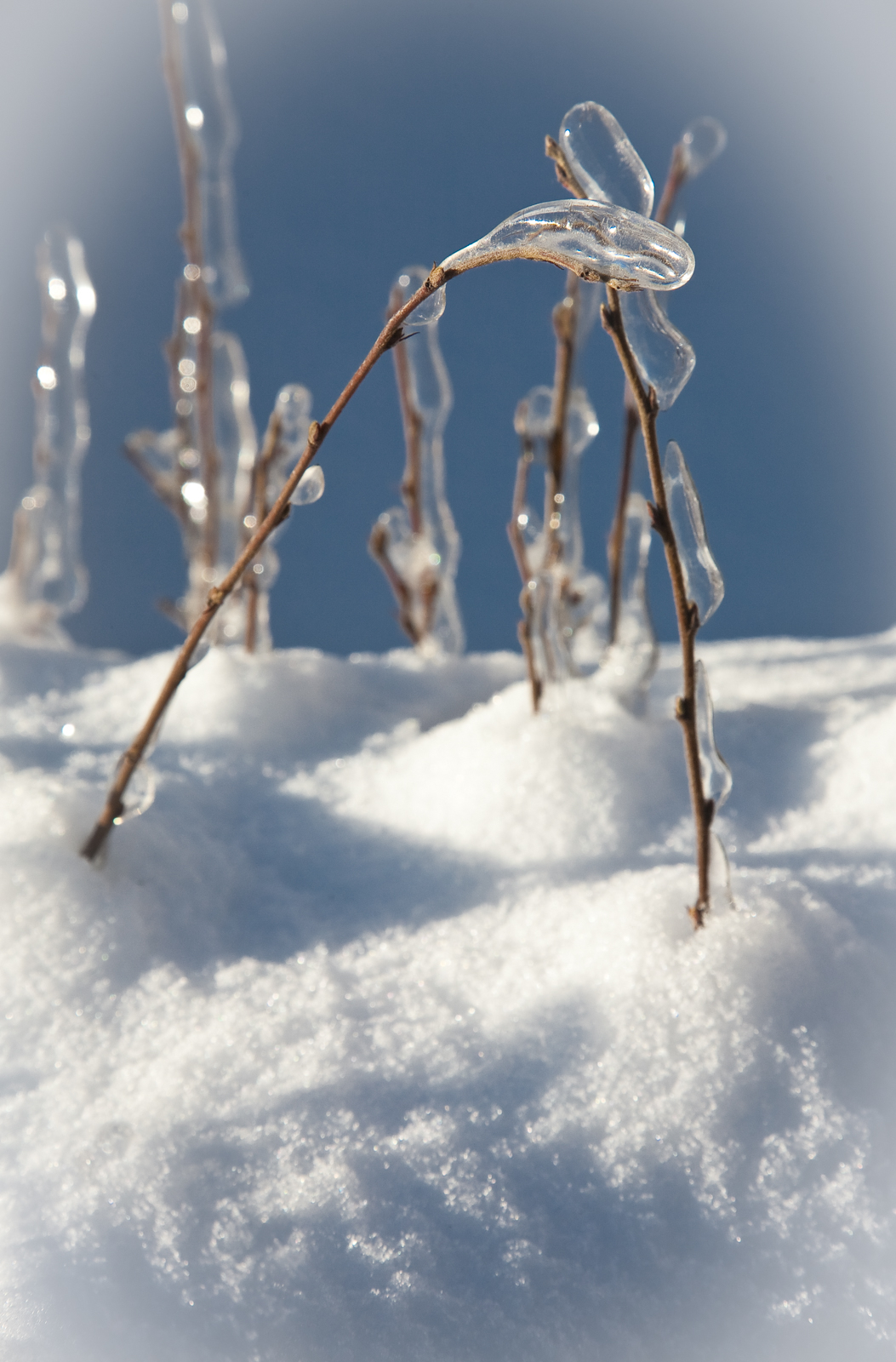 Фото участника: Евгения Цванкина