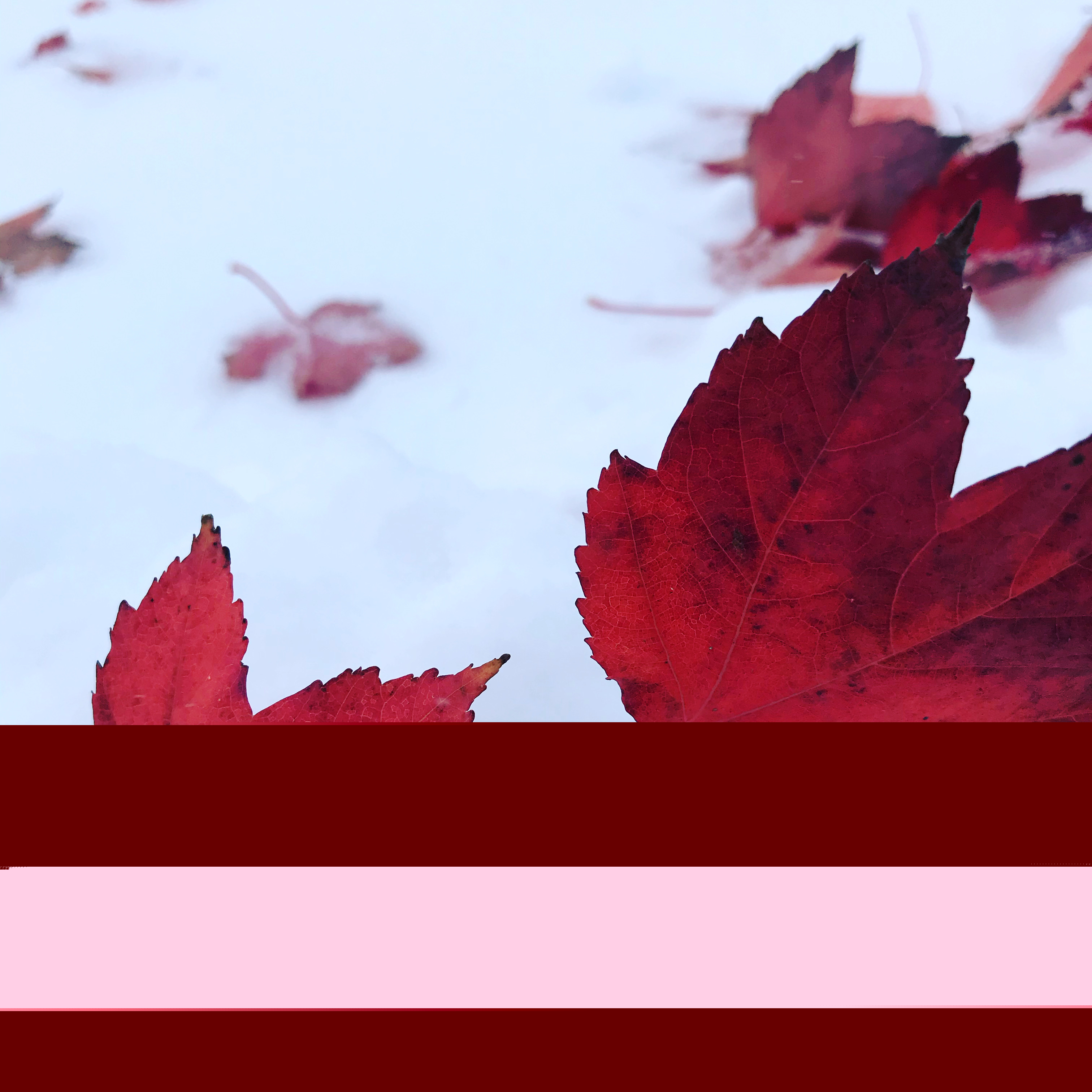 Фото участника: Студеникина Александра