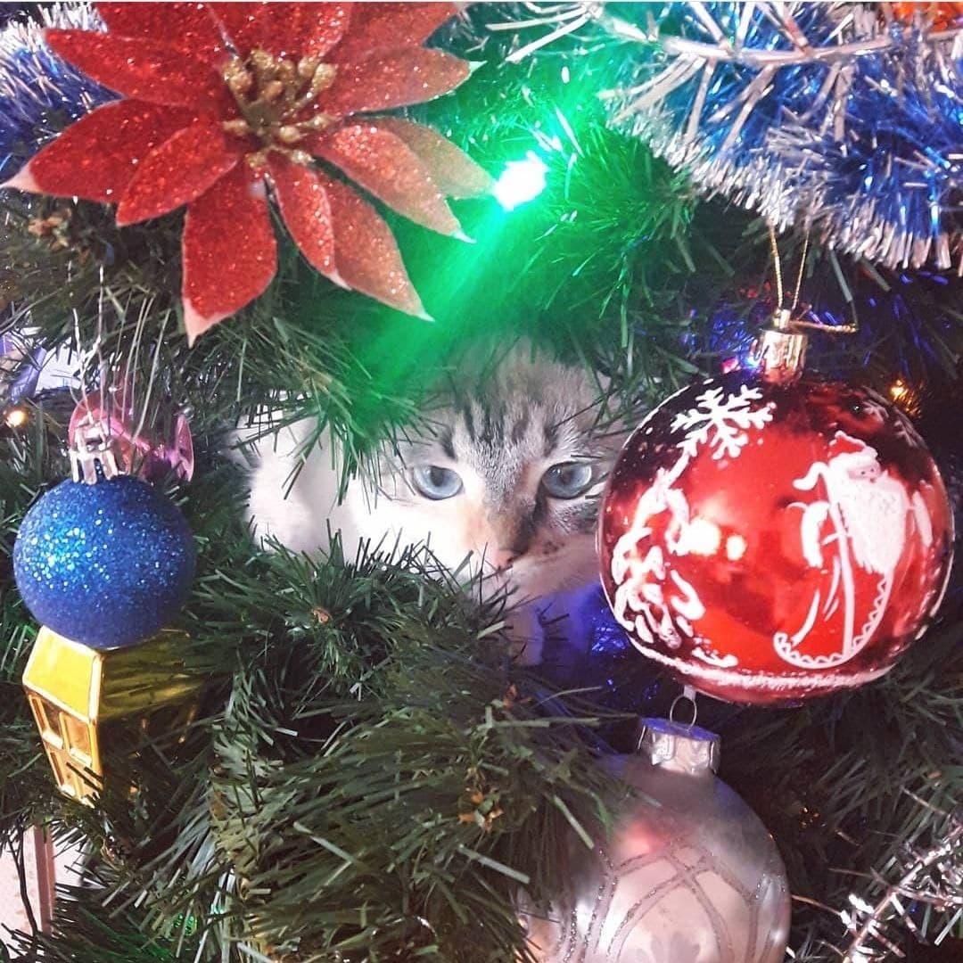 Фото участника: Катерина Колесова