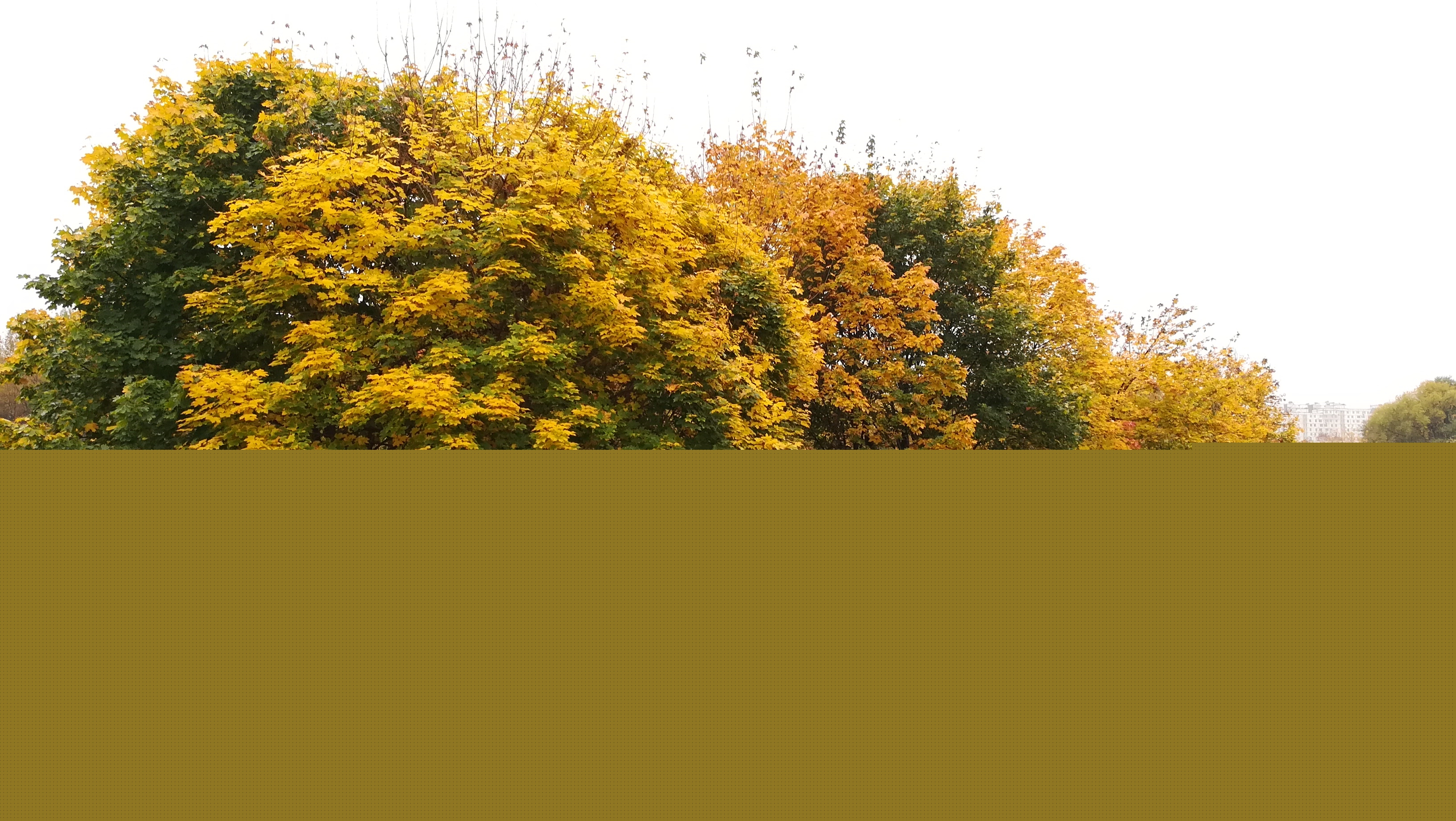 Фото участника: Olga Igorevna