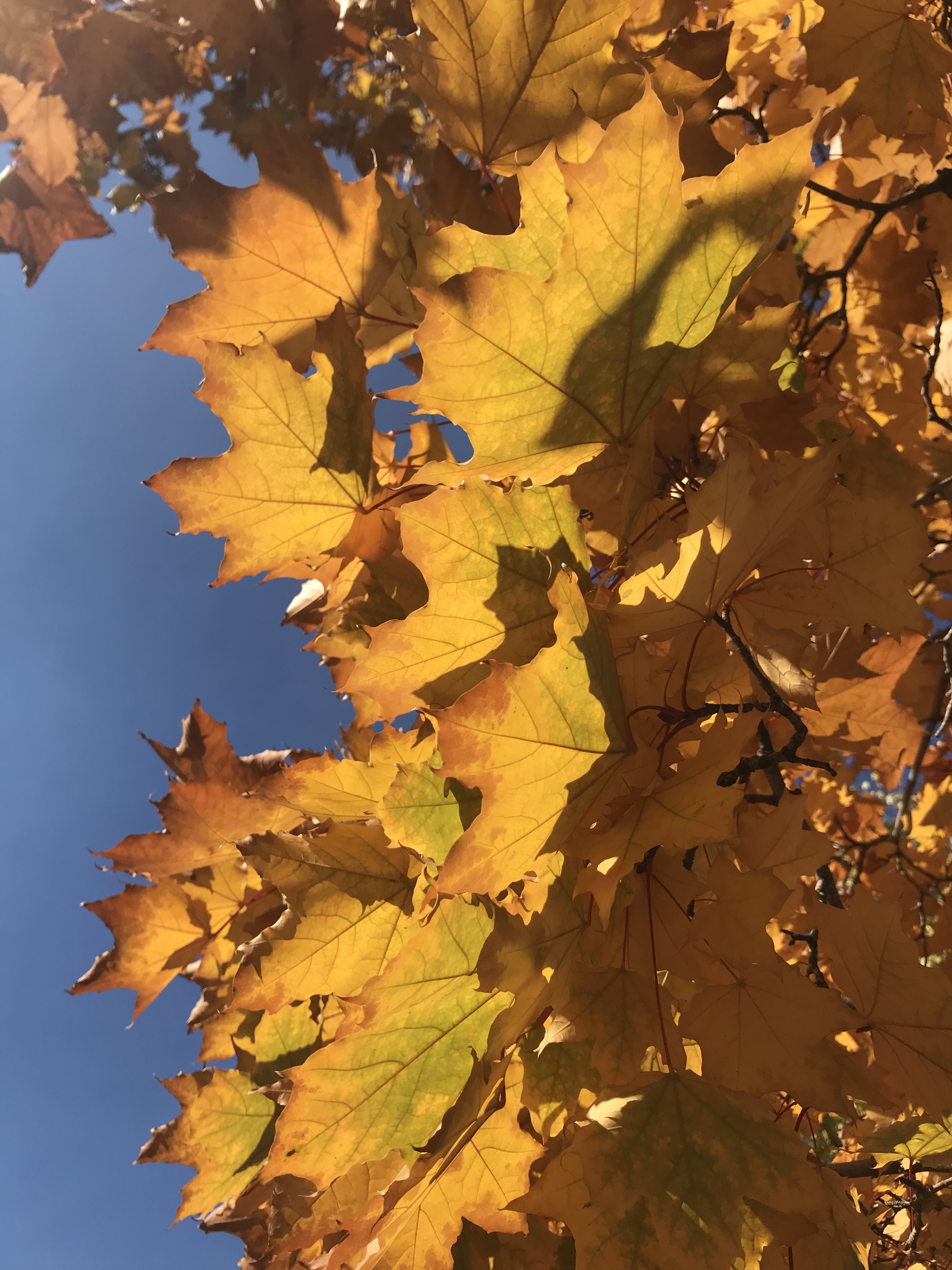 Фото участника: Мизерная Екатерина Федоровна