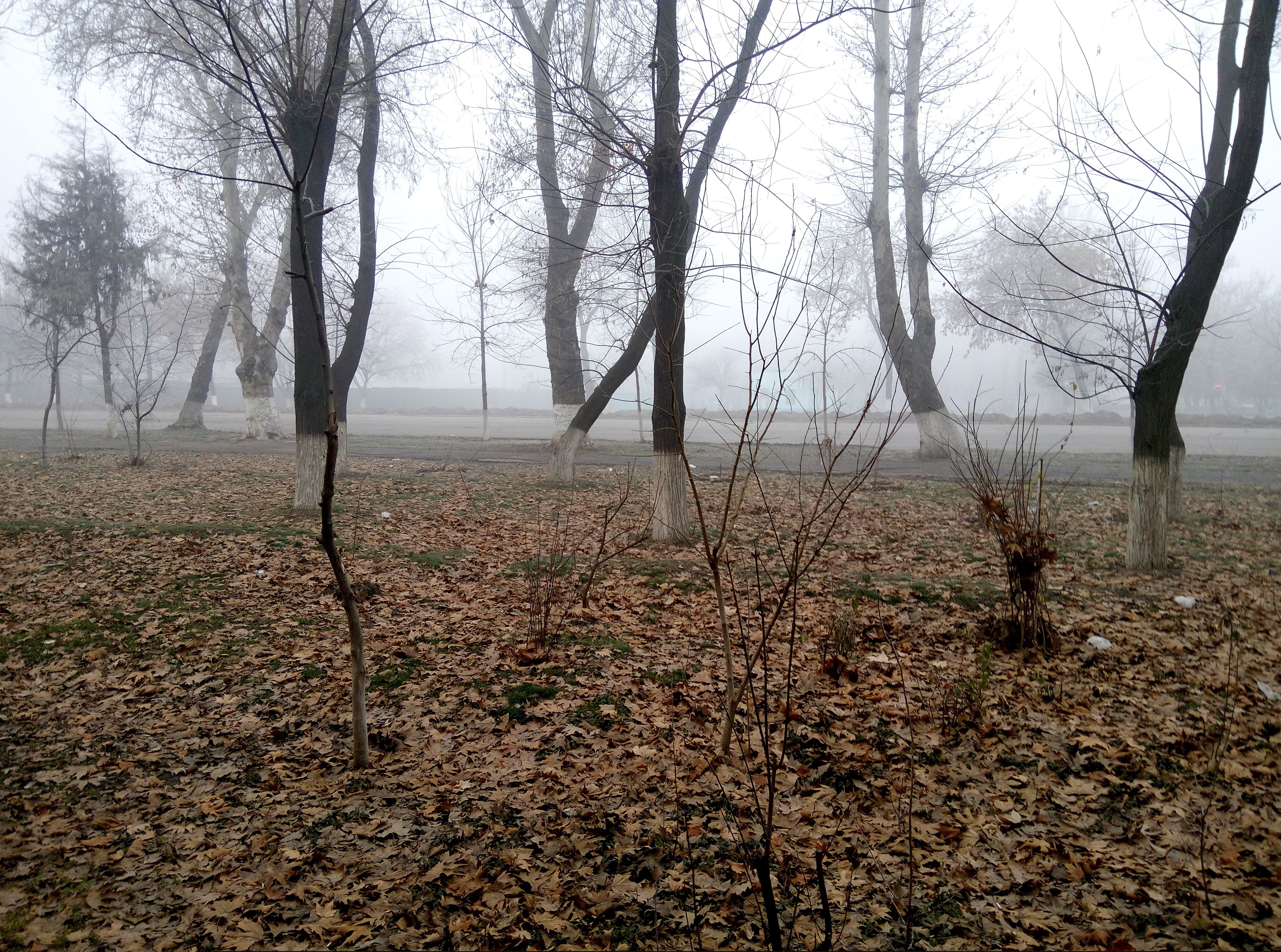 Фото участника: Игорь Кураксин