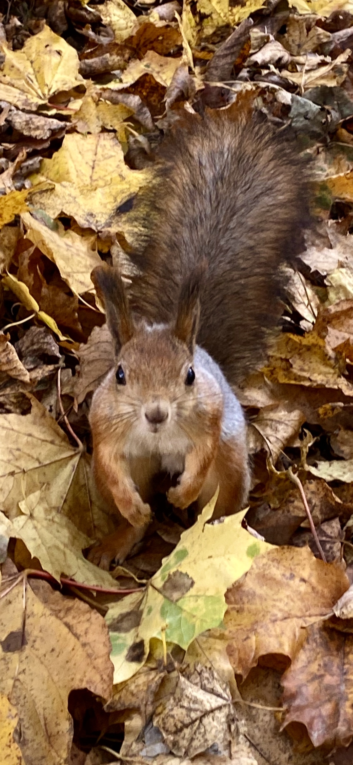 Фото участника: Ольга Сараф