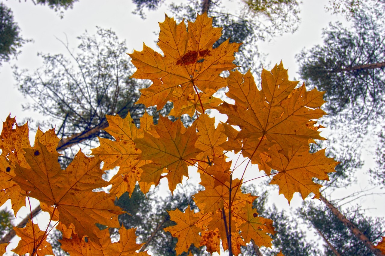 Фото участника: Топоркова Екатерина