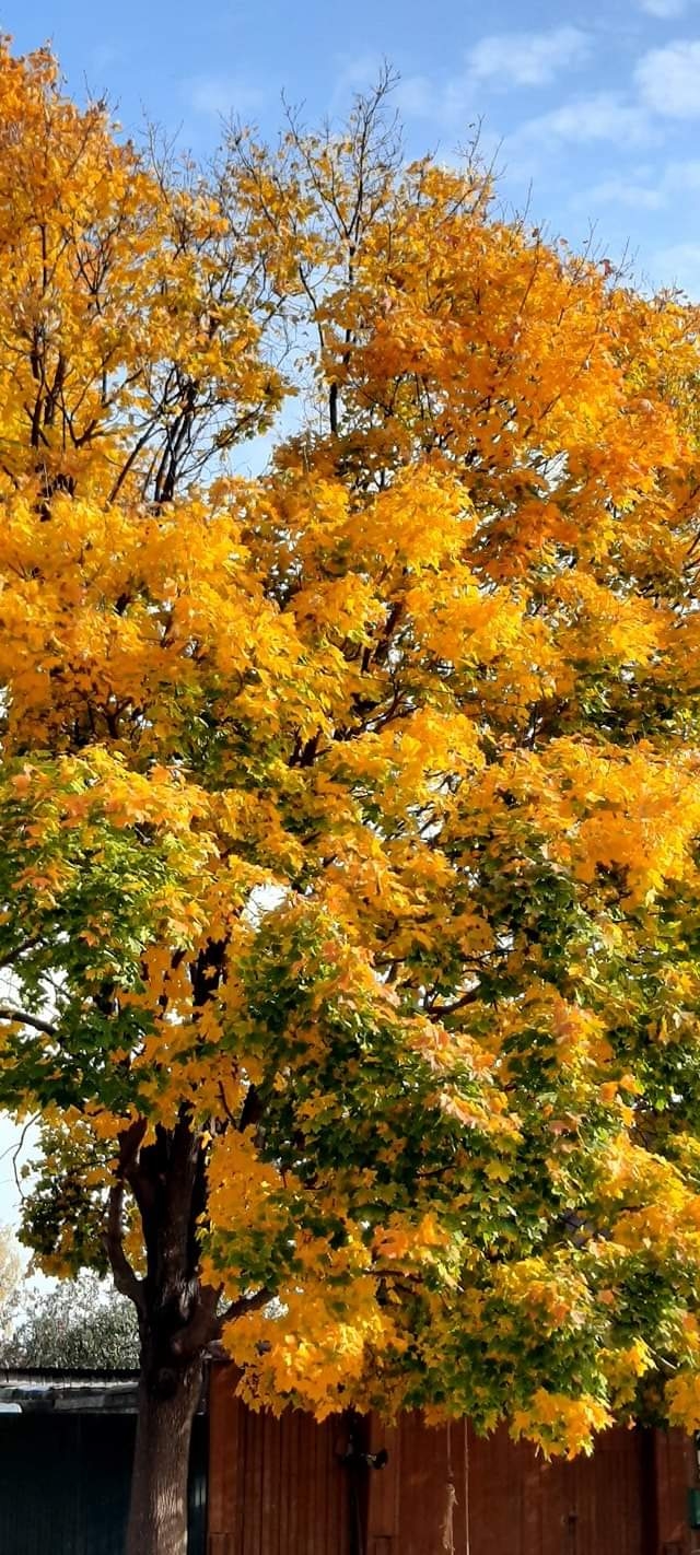 Фото участника: Елена Шушканова