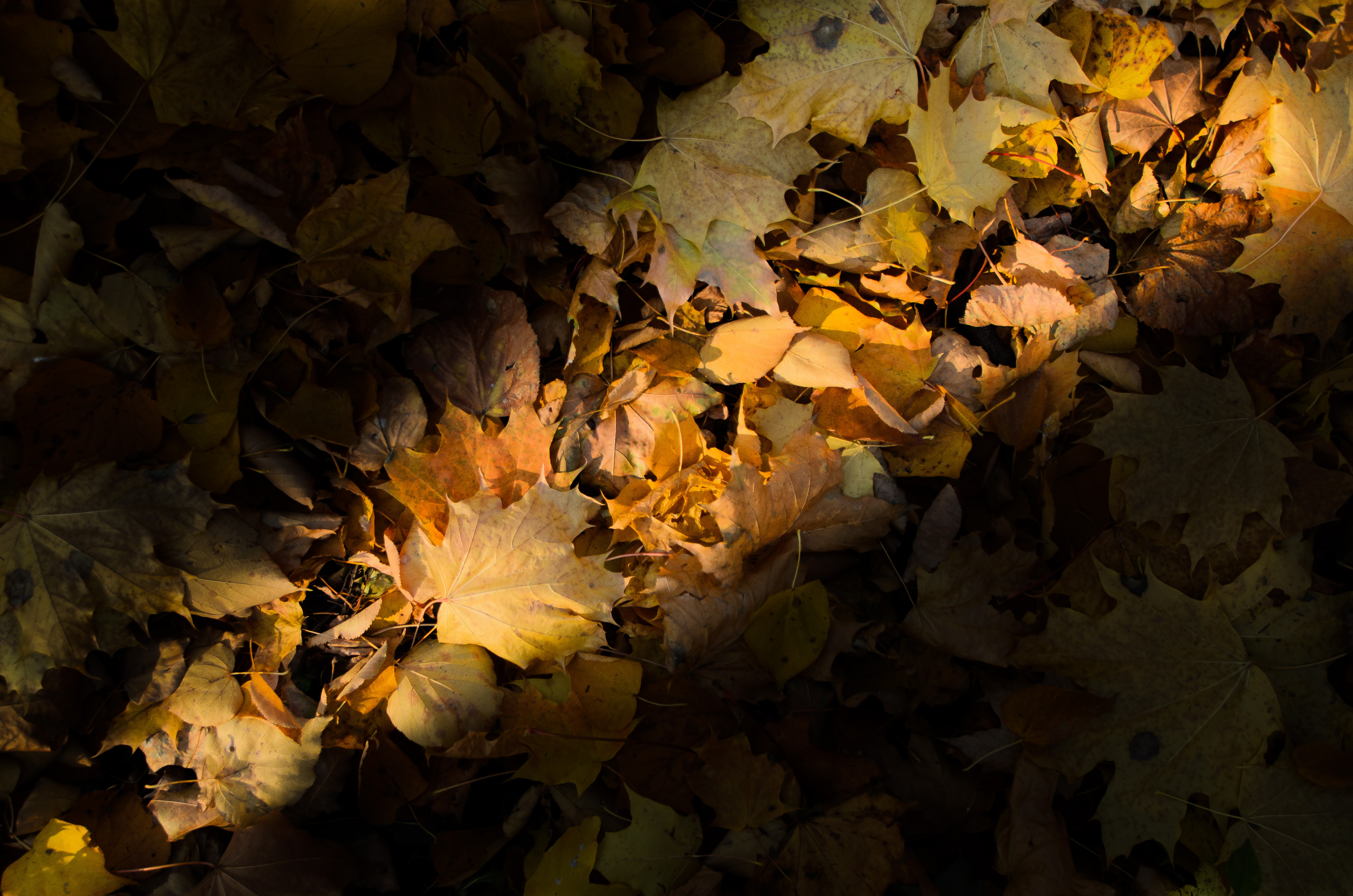 Фото участника: Сергей Чернышов