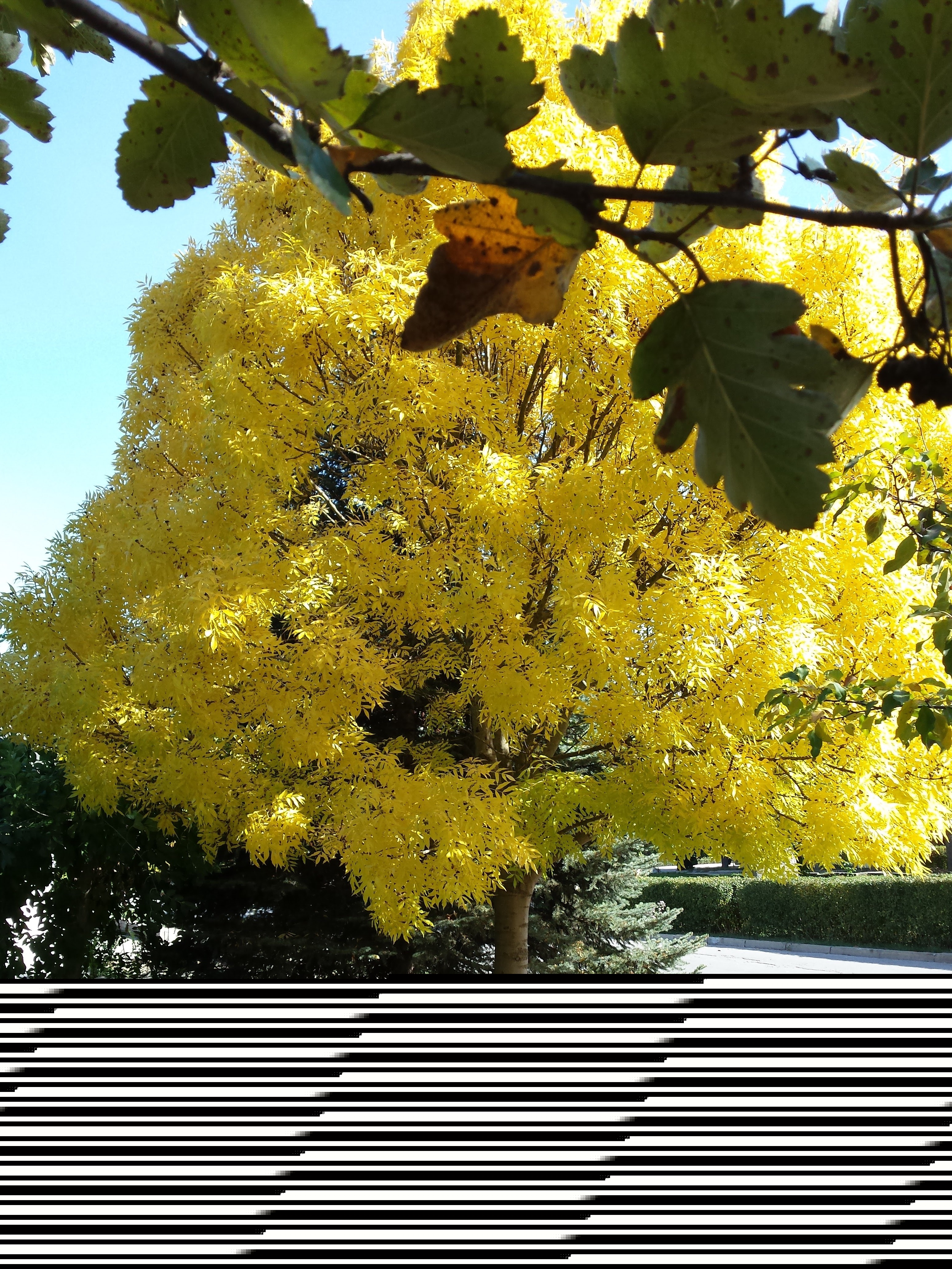 Фото участника: Светлана олейник