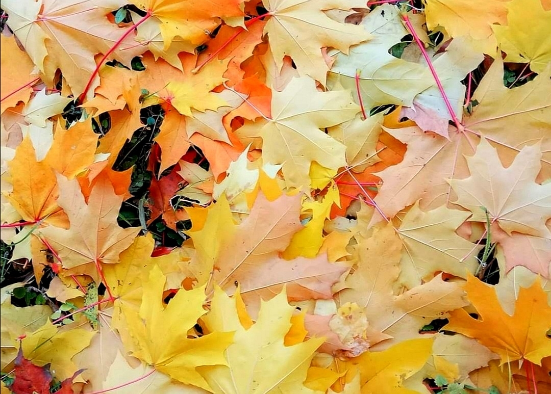 Фото участника: Черняков Сергей