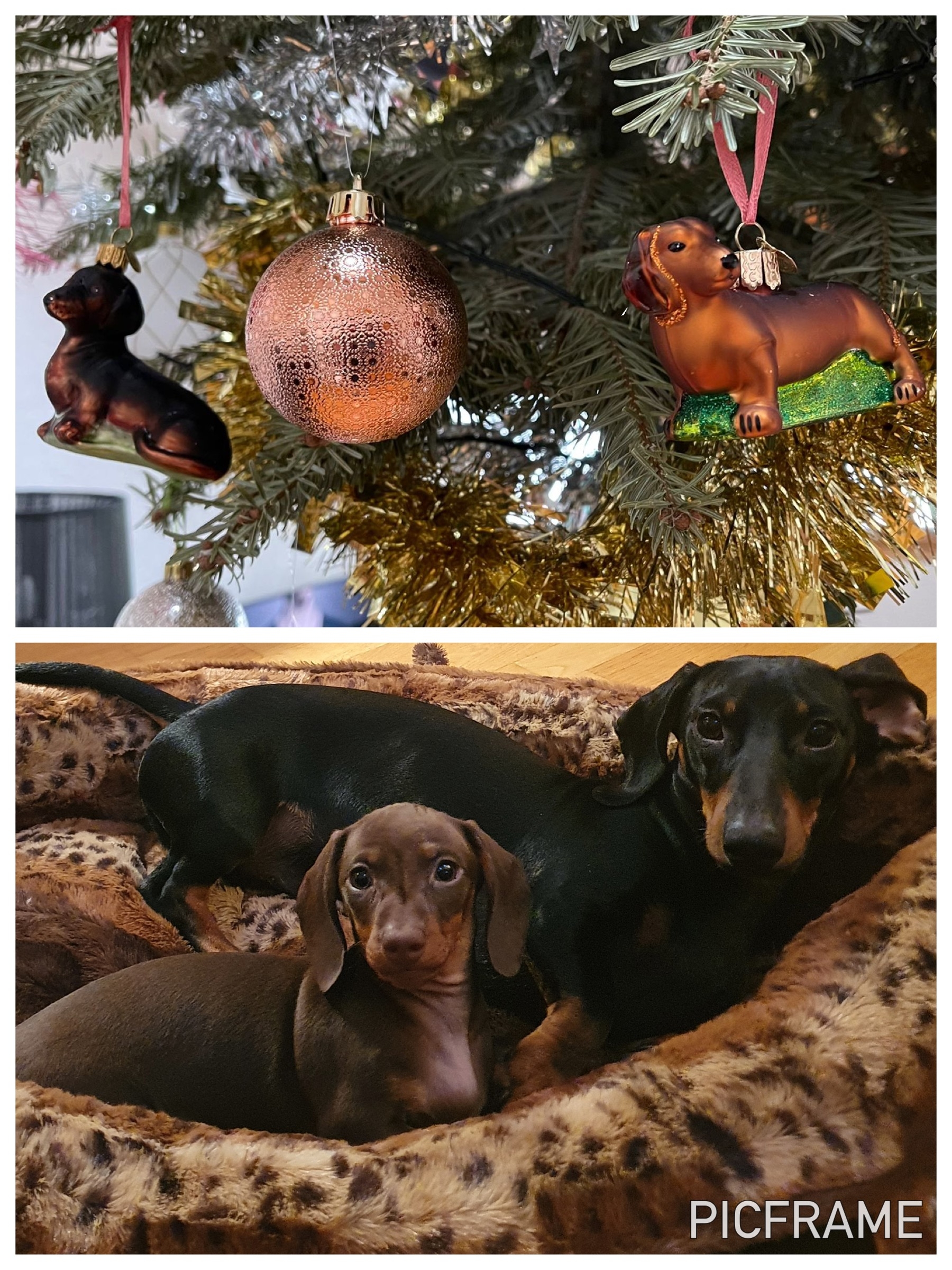 Виктория Фрейтас