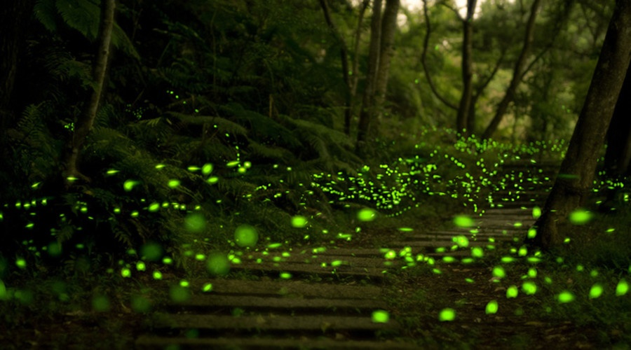 Волшебный лес в Японии